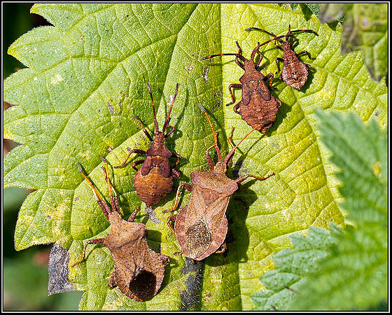 Dock Bug adults with nymphs, Bromsgrove, 11 September 2011