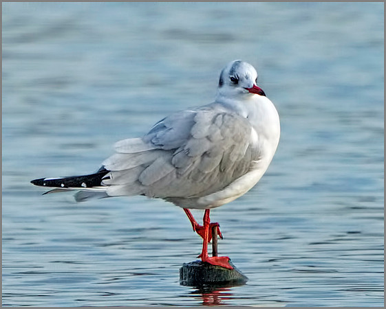 Black-headed Gull (Chroicocephalus ridibundus), Upton Warren, December 2013