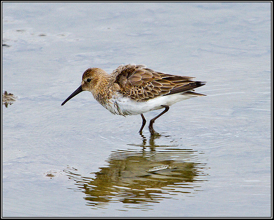 Dunlin, Upton Warren Flashes, 21 September 2010