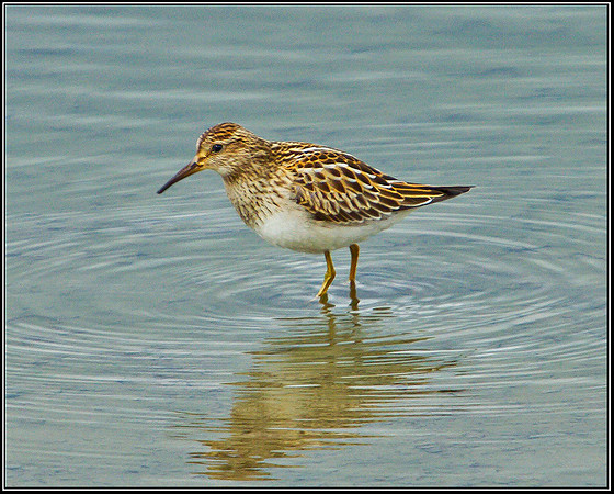 Pectoral Sandpiper, Upton Warren Flashes, 24 September 2010