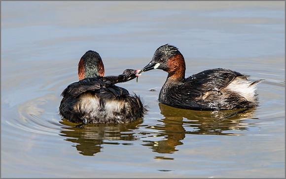 Little Grebes (Tachybaptus ruficollis), Upton Warren NR