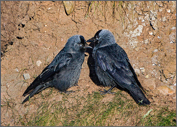 Jackdaw (Corvus monedula), BemptonCliffs, July 2015