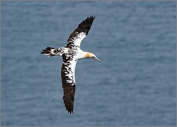 Immature Northern Gannet (Morus bassanus), Bempton Cliffs, July 2015