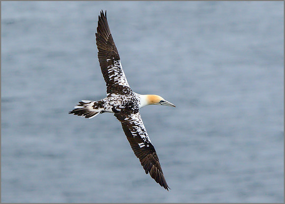 Immature Northern Gannet (Morus bassanus), Bempton Cliffs, July 2015