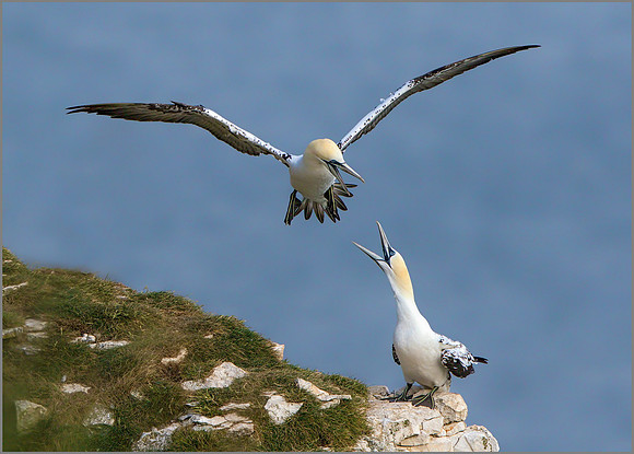Immature Northern Gannets squabbling (Morus bassanus), Bempton Cliffs, July 2015