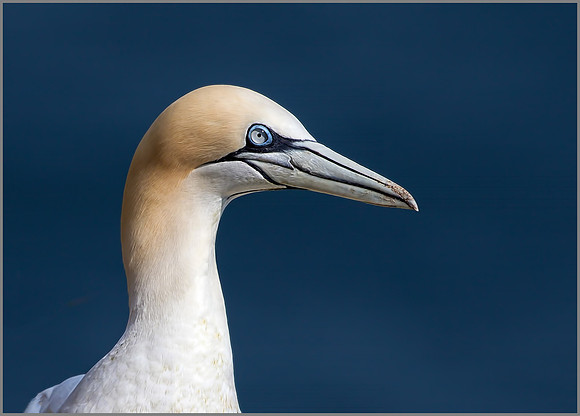 Northern Gannet (Morus bassanus), Bempton Cliffs, July 2015