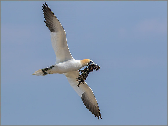Northern Gannet (Morus bassanus), Bempton Cliffs, July 2015