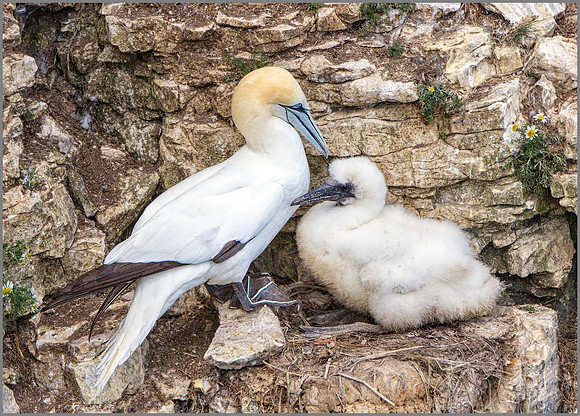 Northern Gannet and chick (Morus bassanus), Bempton Cliffs, July 2015