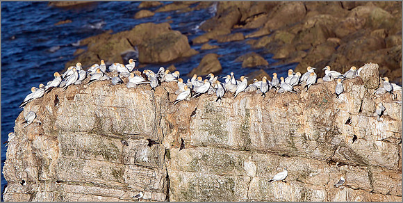 Nesting Northern Gannets (Morus bassanus),  Bempton Cliffs, July 2015