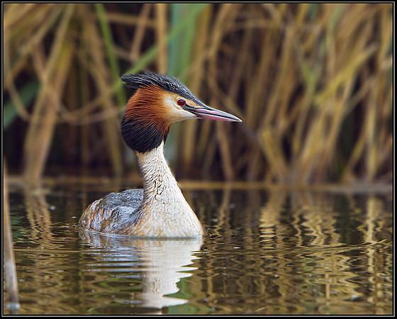 Great Crested Grebe (Podiceps cristatus), Upton Warren Moors, 20 March 2013