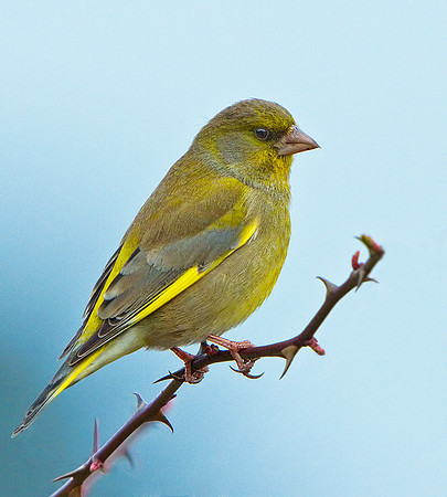 Greenfinch (Chloris chloris), Upton Warren Moors, 20 March 2013