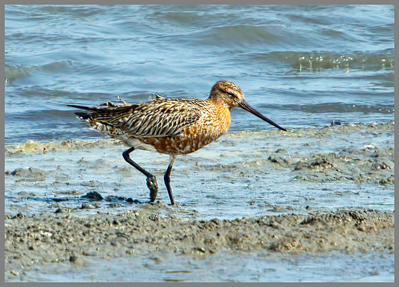 Bar-tailed Godwit, Upton Warren Flashes, 30 April 2011