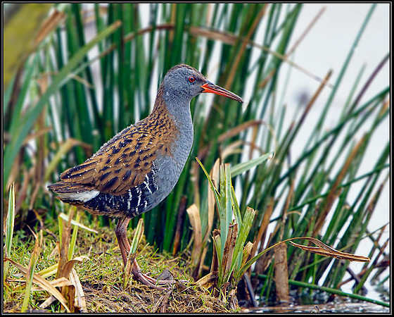 Water Rail (Rallus aquaticus), Upton Warren Moors,22 March 2013