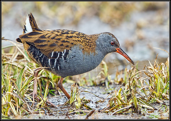 Water Rail (Rallus aquaticus), Upton Warren Moors,22 March 2013
