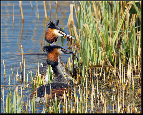 Great Crested Grebes (Podiceps cristatus), Upton Warren Moors, 20 March 2013
