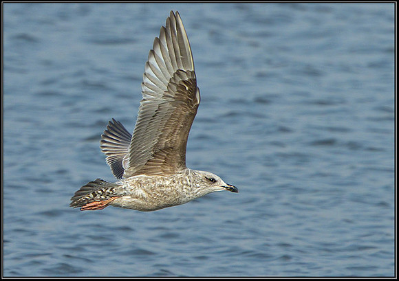 Herring Gull (Larus argentatus), Upton Warren Moors, 27 March 2013