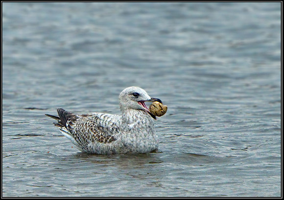 Herring Gull (Larus argentatus), Upton Warren Moors, 27 March 2013