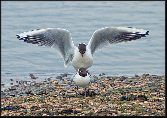 Black-headed Gulls (Chroicocephalus ridibundus), Upton Warren Moors, 27 March 2013