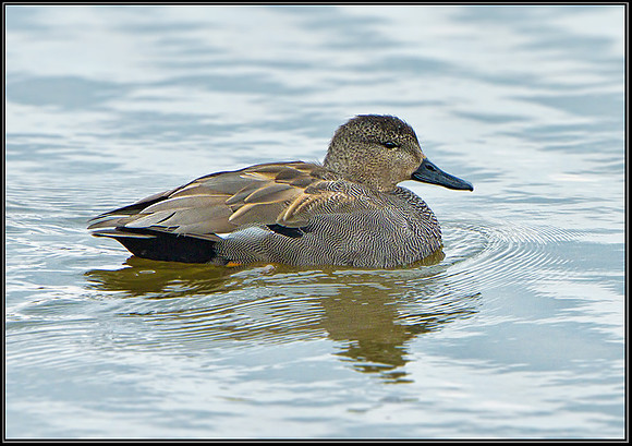 Drake Gadwall (Anas strepera), Upton Warren Moors, 27 March 2013