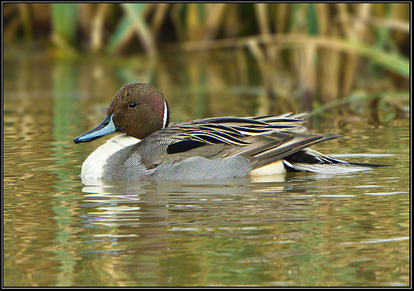 Northern Pintail (Anas acuta), Slimbridge WWT, 29 March 2013