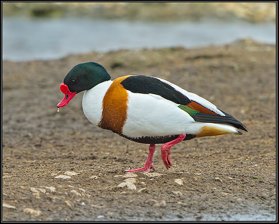 Shelduck (Tadorna tadorna), Slimbridge WWT, 29 March 2013