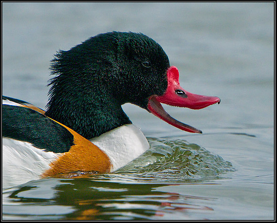 Shelduck (Tadorna tadorna), Slimbridge WWT, 29 March 2013