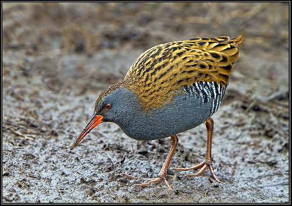 Water Rail (Rallus aquaticus), Slimbridge WWT, 29 March 2013