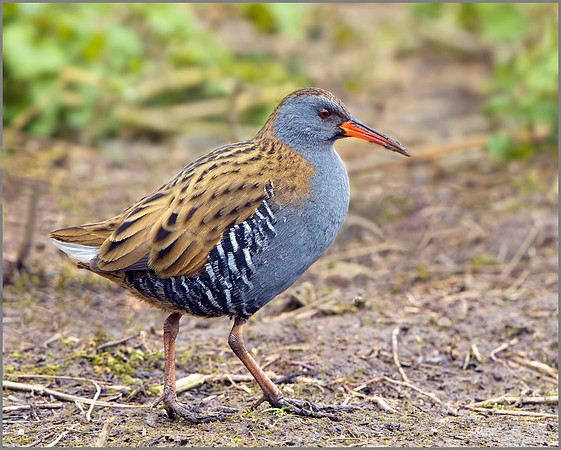 Water Rail (Rallus aquaticus), Slimbridge WWT, 29 March 2013
