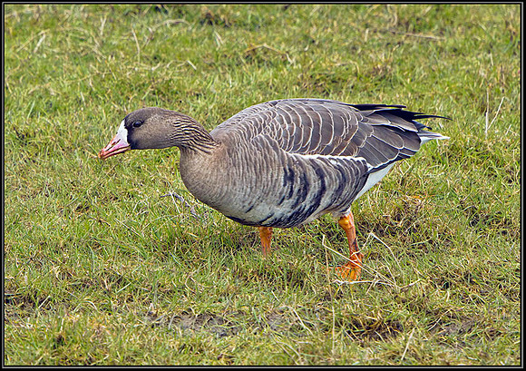 White-fronted Goose (Anser albifrons), Slimbridge WWT, 29 March 2013