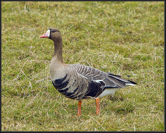 White-fronted Goose (Anser albifrons), Slimbridge WWT, 29 March 2013