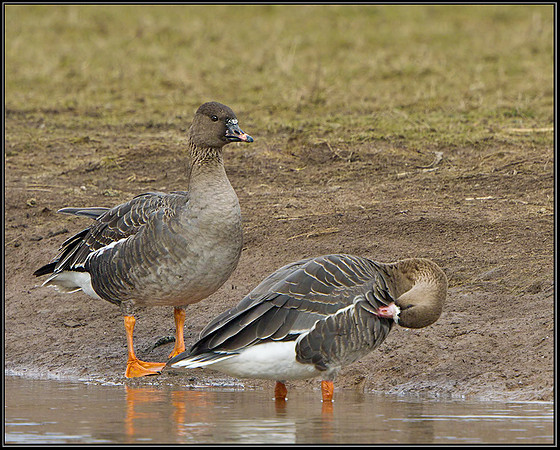 Tundra Bean Goose (Anser rossicus), Slimbridge WWT, 29 March 2013 w5