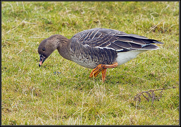 Tundra Bean Goose (Anser rossicus), Slimbridge WWT, 29 March 2013 wb2