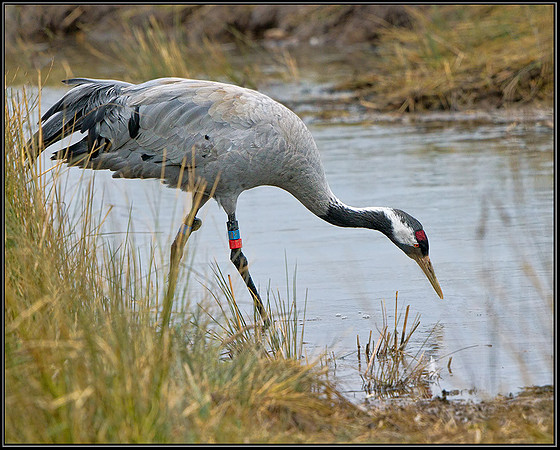 Common Crane (Grus grus), Slimbridge WWT, 29 March 2013
