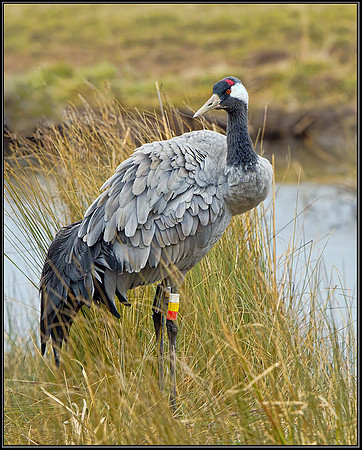 Common Crane (Grus grus), Slimbridge WWT, 29 March 2013