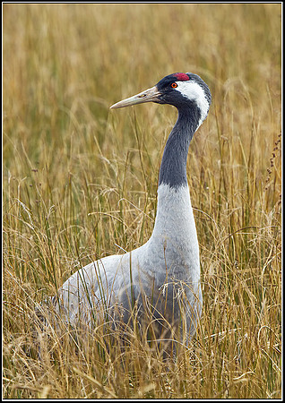 Common Crane (Grus grus), Slimbridge WWT, 29 March 2013