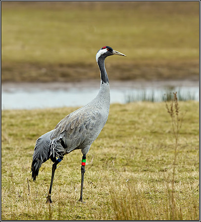 Common Crane (Grus grus), Slimbridge WWT, 29 March 2013