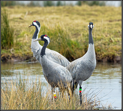 Common Cranes (Grus grus), Slimbridge WWT, 29 March 2013