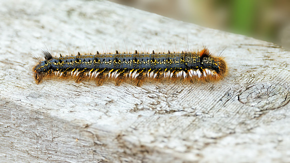 The Drinker - Euthrix potatoria, Norfolk, May 2022                                                                      _iN_ 9Y0A4617