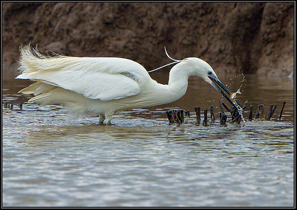 Little Egret (Egretta garzetta), Slimbridge WWT, 29 March 2013