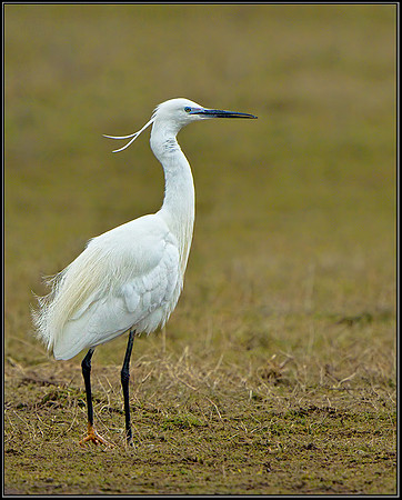 Little Egret (Egretta garzetta), Slimbridge WWT, 29 March 2013