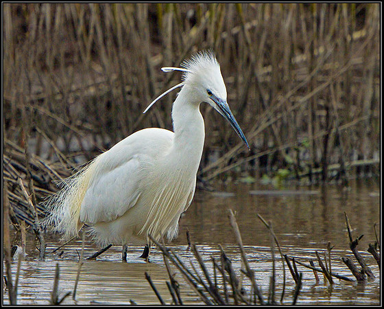 Little Egret (Egretta garzetta), Slimbridge WWT, 29 March 2013