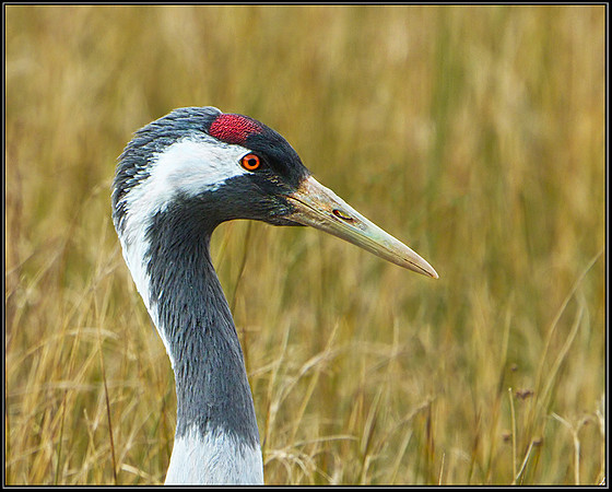 Common Crane (Grus grus), Slimbridge WWT, 29 March 2013