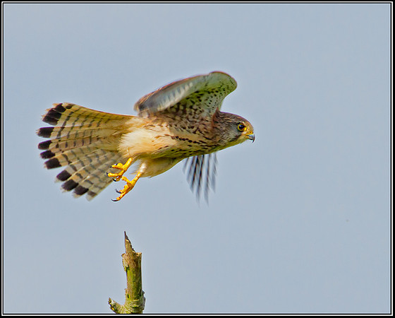 Female Common Female Common Kestrel, Upton Warren Moors, 25 June 2012