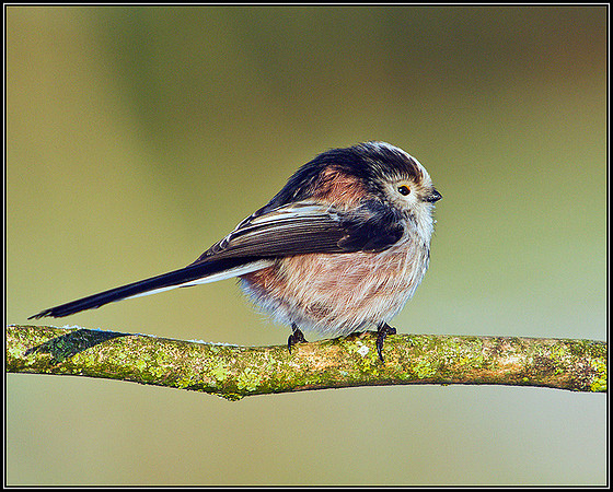 Long-tailed Tit, Bromsgrove, December 2011