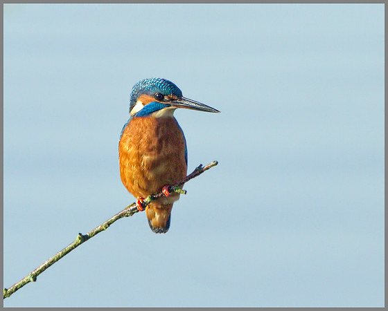Kingfisher (Alcedo atthis), Upton Warren, November 2013