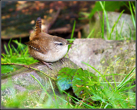 Wren, Warwickshire, 20 October 2010