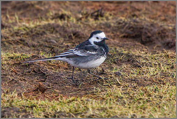 Pied Wagtail (Motacilla alba).