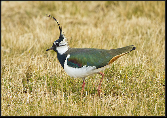 Lapwing (Vanellus vanellus), Upton Warren, 07 April 2013
