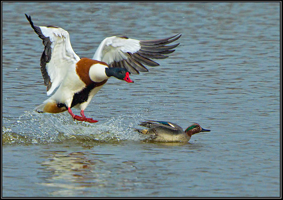 Shelduck (Tadorna tadorna), Upton Warren, April 2013