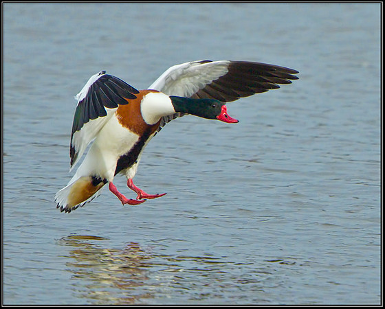 Shelduck (Tadorna tadorna), Upton Warren, April 2013 w